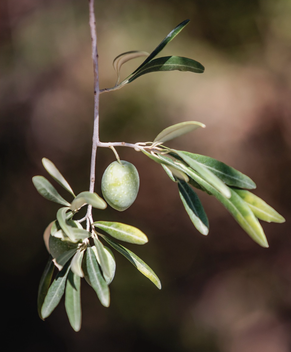 Olive Products